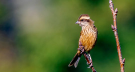 Spot-winged Rosefinch (Female) पंखथोप्ले तितु .jpg